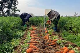 Cà rốt bắt đầu cho thu hoạch, nông dân thu lãi từ 6 đến 6,5 triệu đồng 1 sào
