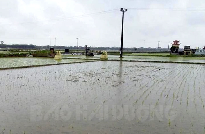 Khoảng 70 ha lúa mới gieo cấy ở Thanh Miện bị ngập