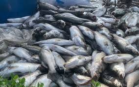 Thu dọn được 32 tấn cá chết thả trôi trên sông