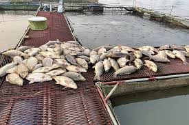 Tập trung khắc phục tình trạng cá nuôi lồng chết       