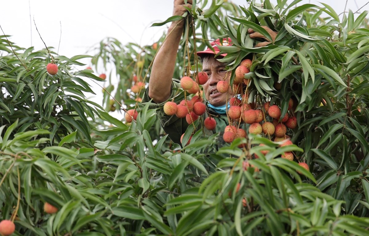 VIDEO: Tâm tư người trồng vải Chí Linh