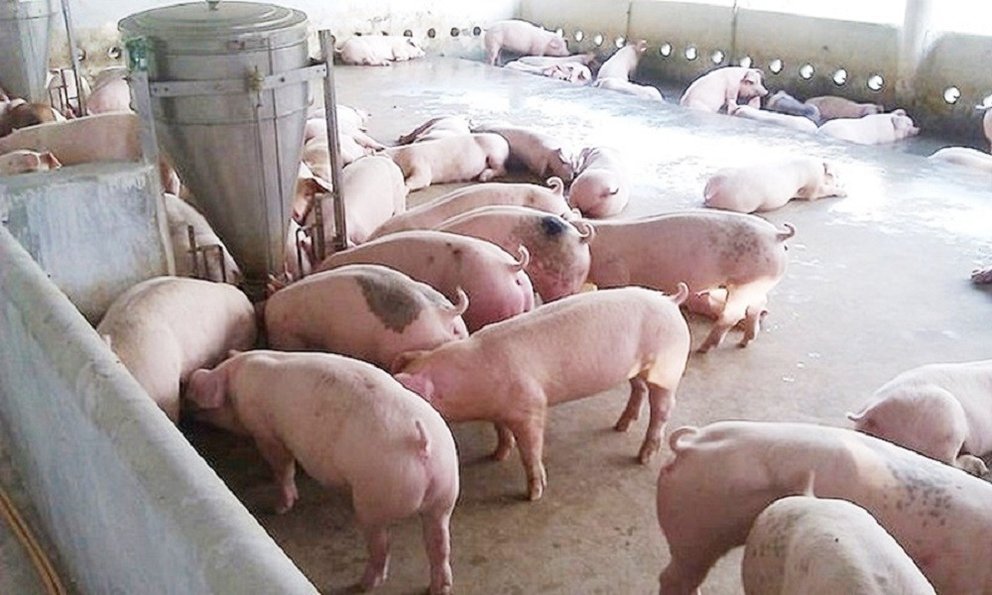 Thiếu hụt nguồn cung, giá thịt lợn hơi tăng mạnh 