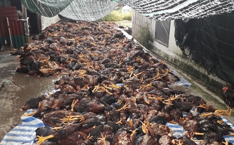 Hải Dương: Sét đánh khiến hơn 6000 con gà bị chết 