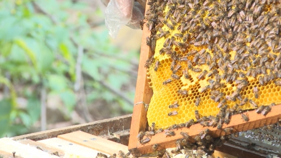 Nông dân Thanh Hà thu gần 44 tỉ đồng từ nuôi ong lấy mật