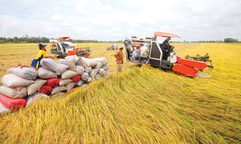 Giá lúa gạo duy trì ổn định 