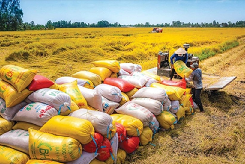 Bộ Nông nghiệp và Phát triển nông thôn: Định vị phân khúc sản xuất lúa gạo xuất khẩu phù hợp