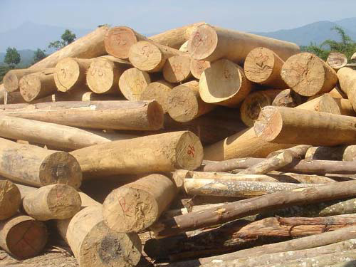 Tạm ngừng tạm nhập, tái xuất gỗ tròn, gỗ xẻ từ rừng tự nhiên 