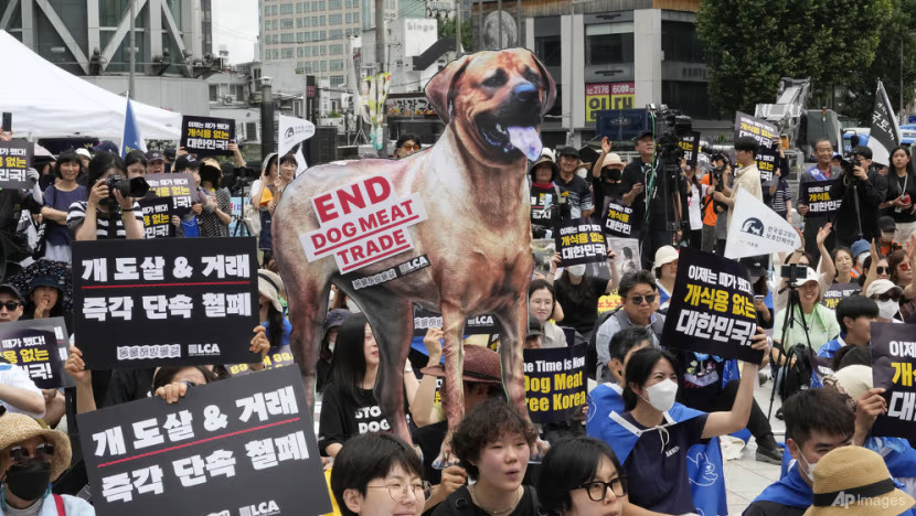 Hàn Quốc tính cấm tiêu thụ thịt chó 