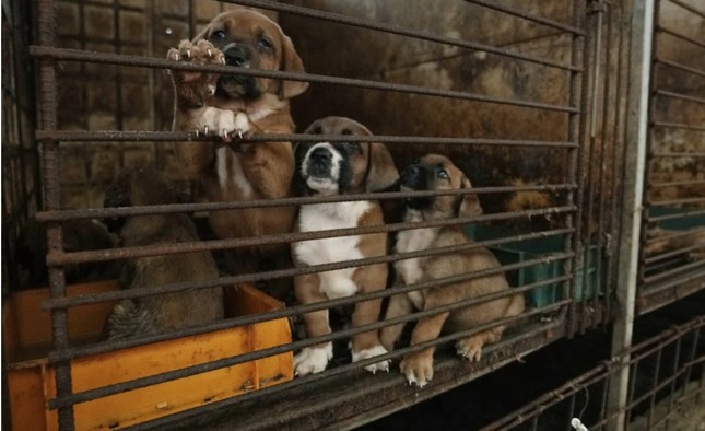 Nông dân Hàn Quốc dọa thả 2 triệu con chó trước văn phòng tổng thống 