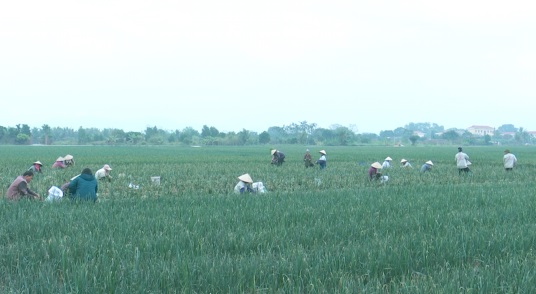 Nông nghiệp Kinh Môn tiếp tục là trụ đỡ phát triển kinh tế