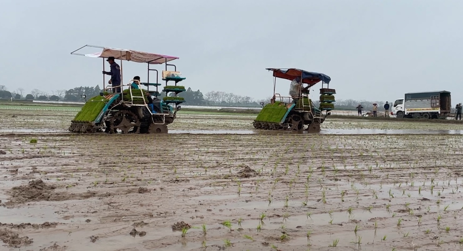 Mạ khay, cấy máy- bước chuyển trong tập quán canh tác lúa