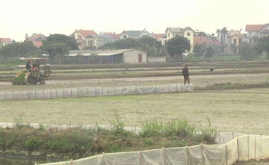 Ninh Giang cơ bản hoàn thành gieo cấy lúa chiêm xuân