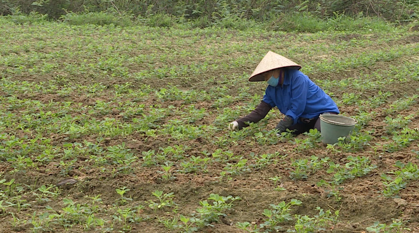 Chí Linh dẫn đầu toàn tỉnh về diện tích gieo trồng rau màu vụ xuân