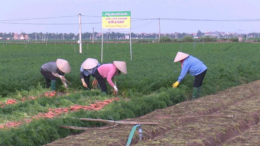 Cấp mã số vùng trồng cho hơn 300 vùng sản xuất cây ăn quả, rau màu