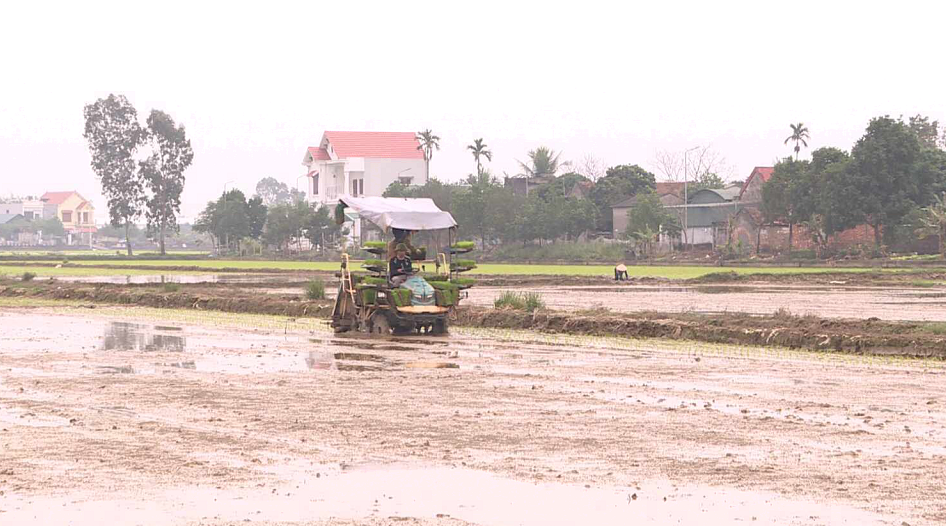 Hợp tác xã dịch vụ nông nghiệp phát triển dịch vụ mạ khay cấy máy