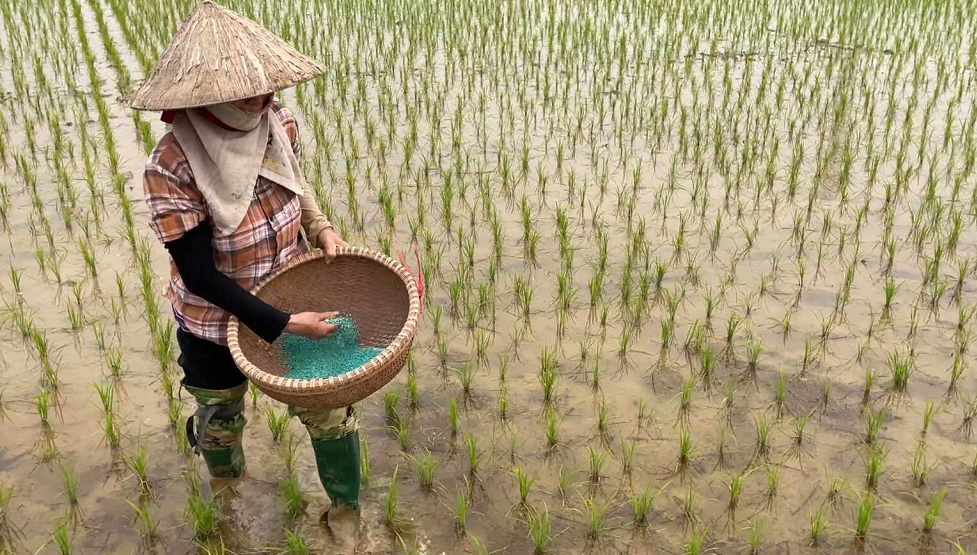 TẬP TRUNG CHĂM SÓC, BẢO VỆ LÚA ĐÔNG XUÂN GIAI ĐOẠN ĐẦU VỤ