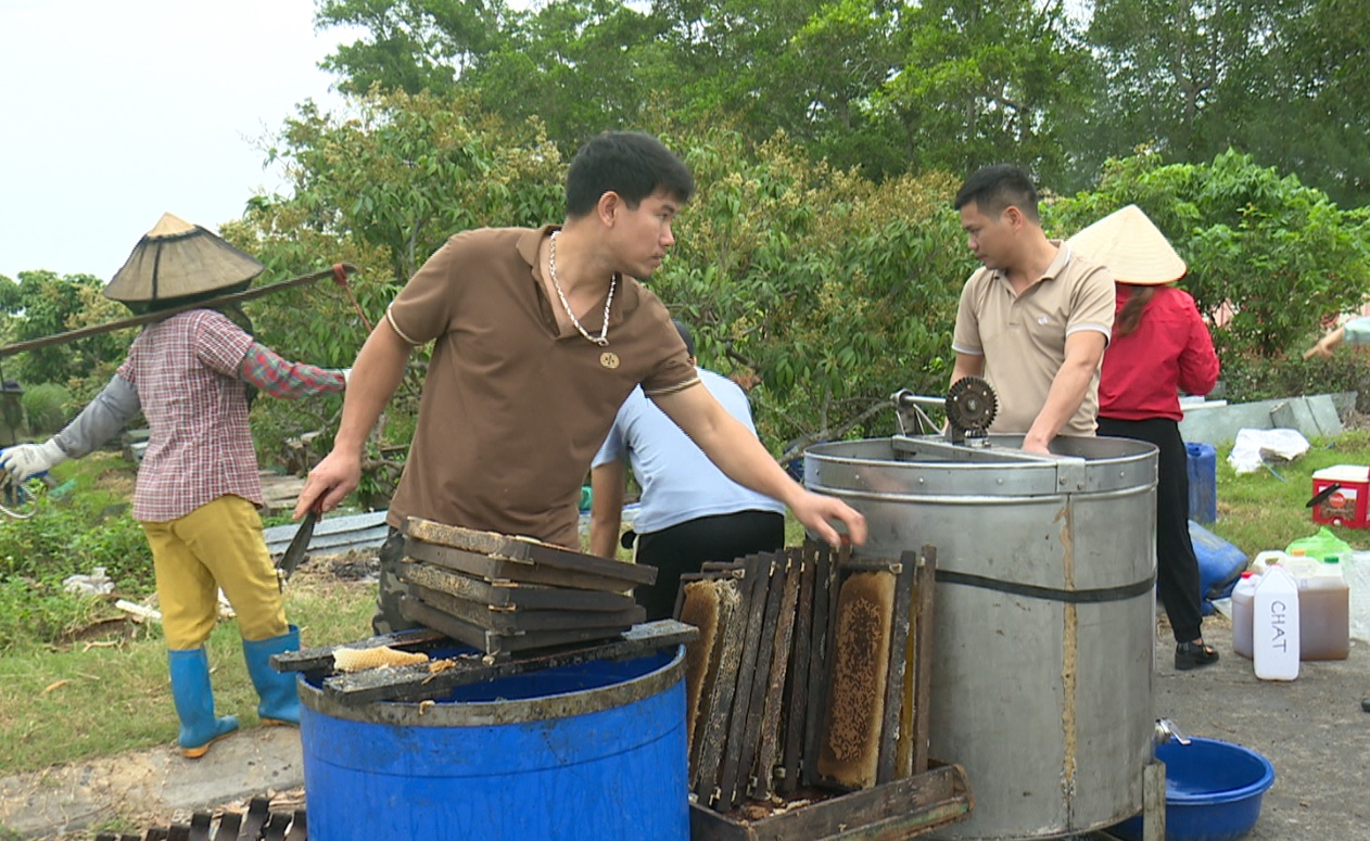 Xây dựng thương hiệu cho mật ong hoa vải Thanh Hà