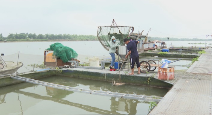 TẬP TRUNG KHẮC PHỤC TÌNH TRẠNG CÁ NUÔI LỒNG CHẾT