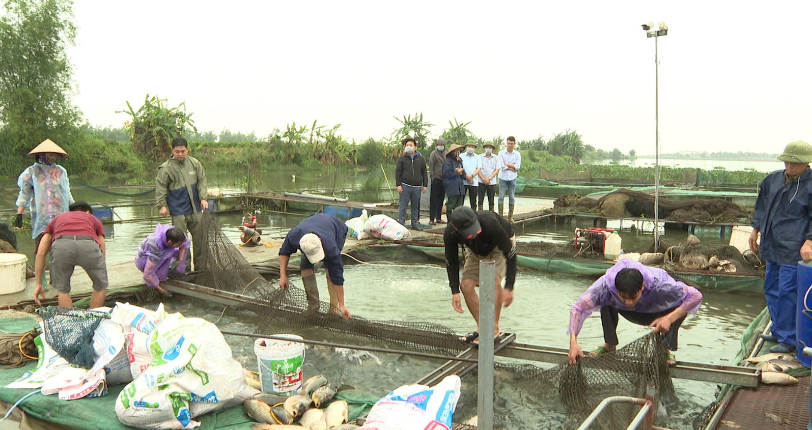 HẠN CHẾ THIỆT HẠI KINH TẾ CHO CÁC HỘ NUÔI CÁ LỒNG BỊ CHẾT