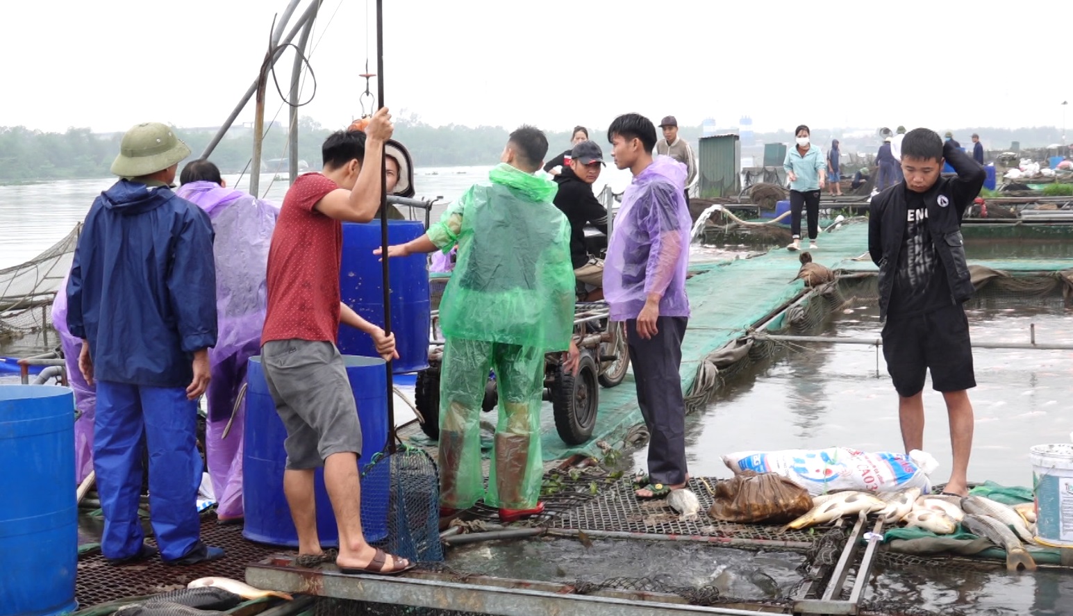 TÌM GIẢI PHÁP HẠN CHẾ THIỆT HẠI CHO CÁC HỘ NUÔI CÁ LỒNG BỊ CHẾT