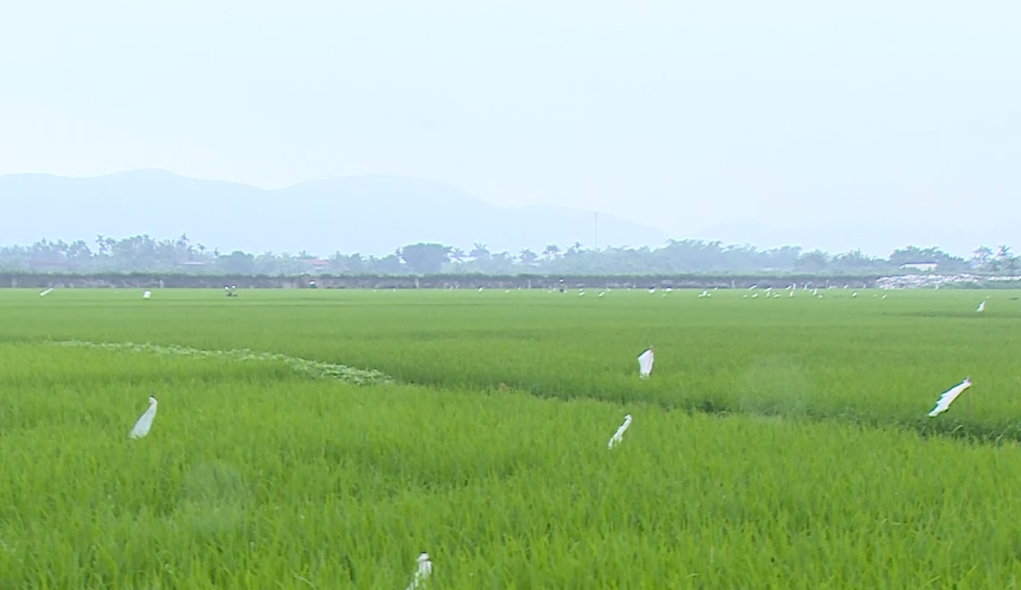 Tăng cường điều tra sinh vật gây hại trên vải và lúa chiêm xuân 2023