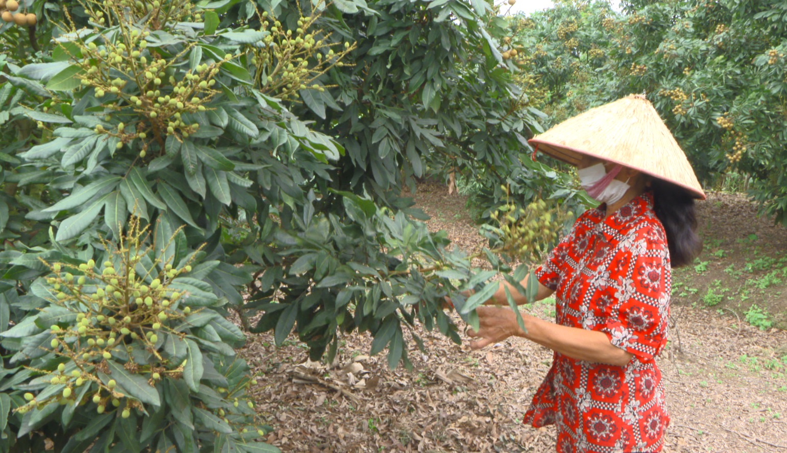 Nông dân xã Đồng Lạc trồng nhãn trái vụ cho hiệu quả kinh tế cao