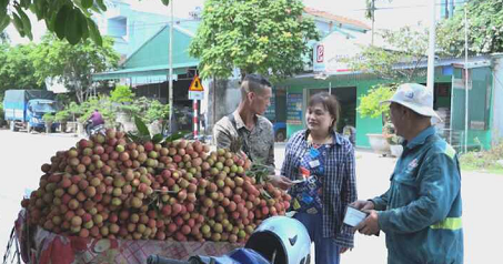 XÃ VĨNH LẬP THU HOẠCH VẢI THIỀU SỚM