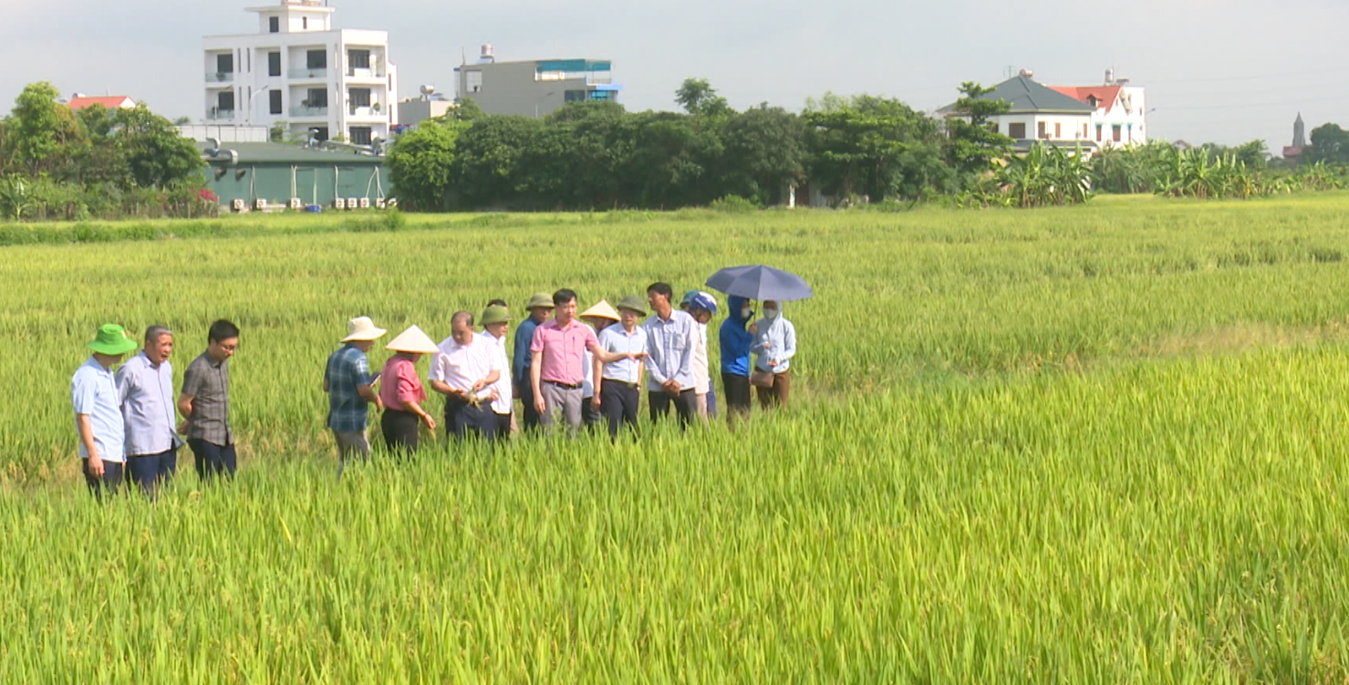 Cẩm Giàng đẩy mạnh tích tụ ruộng đất sản xuất lúa hàng hóa