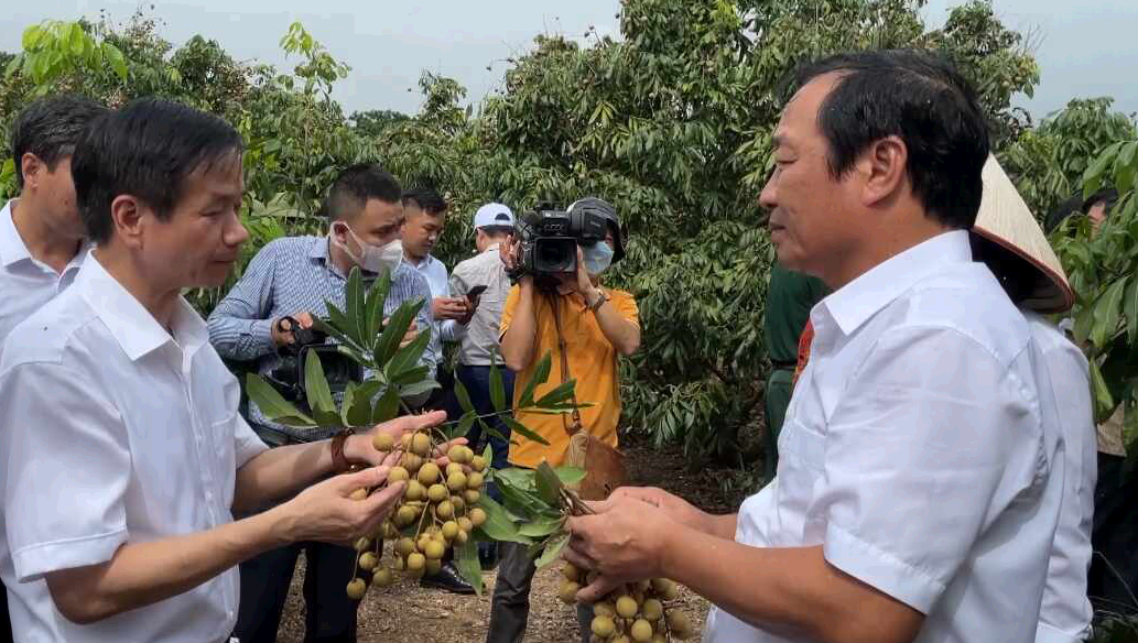 Chí Linh mở vườn thu hái nhãn xuất khẩu năm 2022