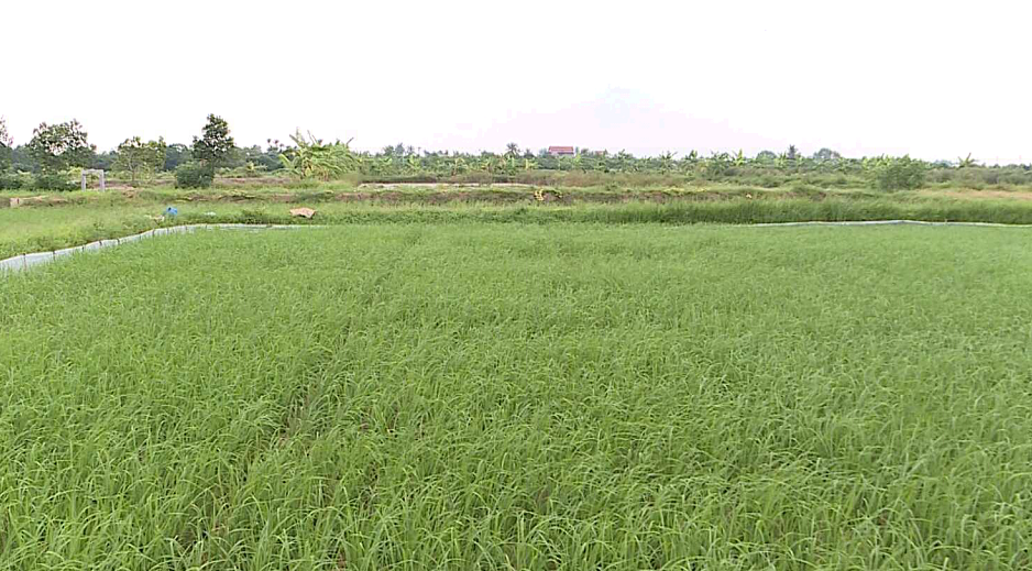 Huyện Tứ Kỳ dẫn đầu toàn tỉnh sản xuất lúa hữu cơ