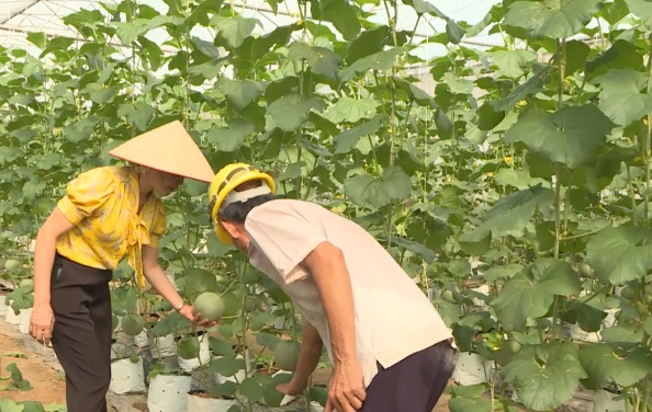Kinh Môn phát triển liên kết trong sản xuất nông nghiệp công nghệ cao