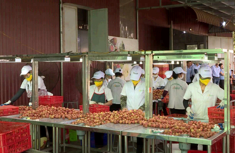 Kết nối tiêu thụ nông sản sang thị trường Thái Lan