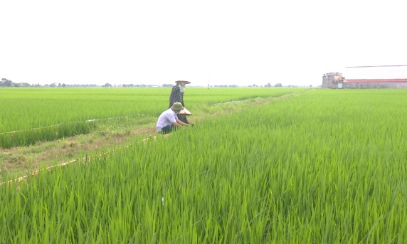 ĐHCNN: Phòng trừ bệnh khô vằn cho lúa mùa