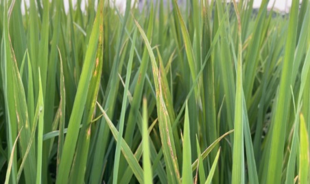 Gia tăng sâu bệnh gây hại lúa mùa giai đoạn ôm đòng đến trỗ bông