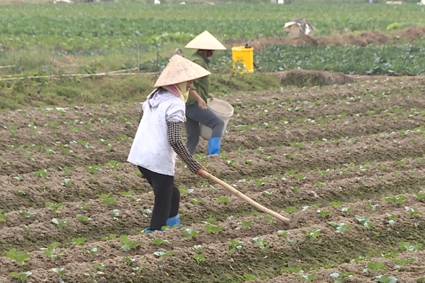 Chí Linh duy trì trồng 65ha rau màu theo tiêu chuẩn VietGAP