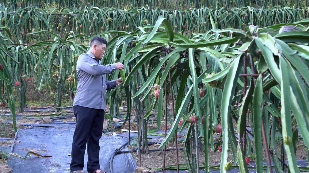 CHUYỂN GIAO KHOA HỌC - CÔNG NGHỆ VÀO CUỘC SỐNG: XÂY DỰNG MÔ HÌNH, PHÁT TRIỂN NHÃN HIỆU TẬP THỂ SẢN PHẨM OCOP