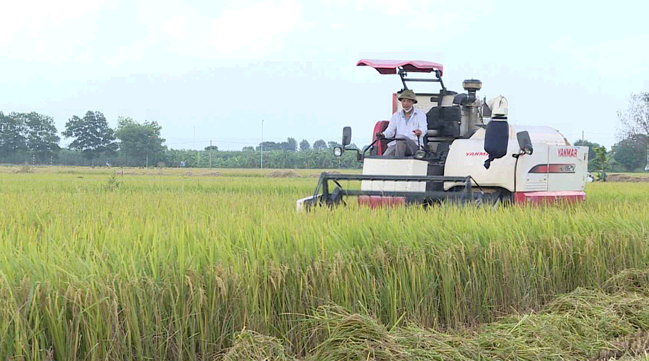 ĐẨY NHANH THU HOẠCH LÚA MÙA VÀ SẢN XUẤT VỤ ĐÔNG