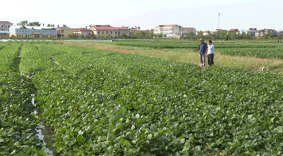 KIM THÀNH SẢN XUẤT CÂY VỤ ĐÔNG CHỦ LỰC THEO TIÊU CHUẨN VIETGAP