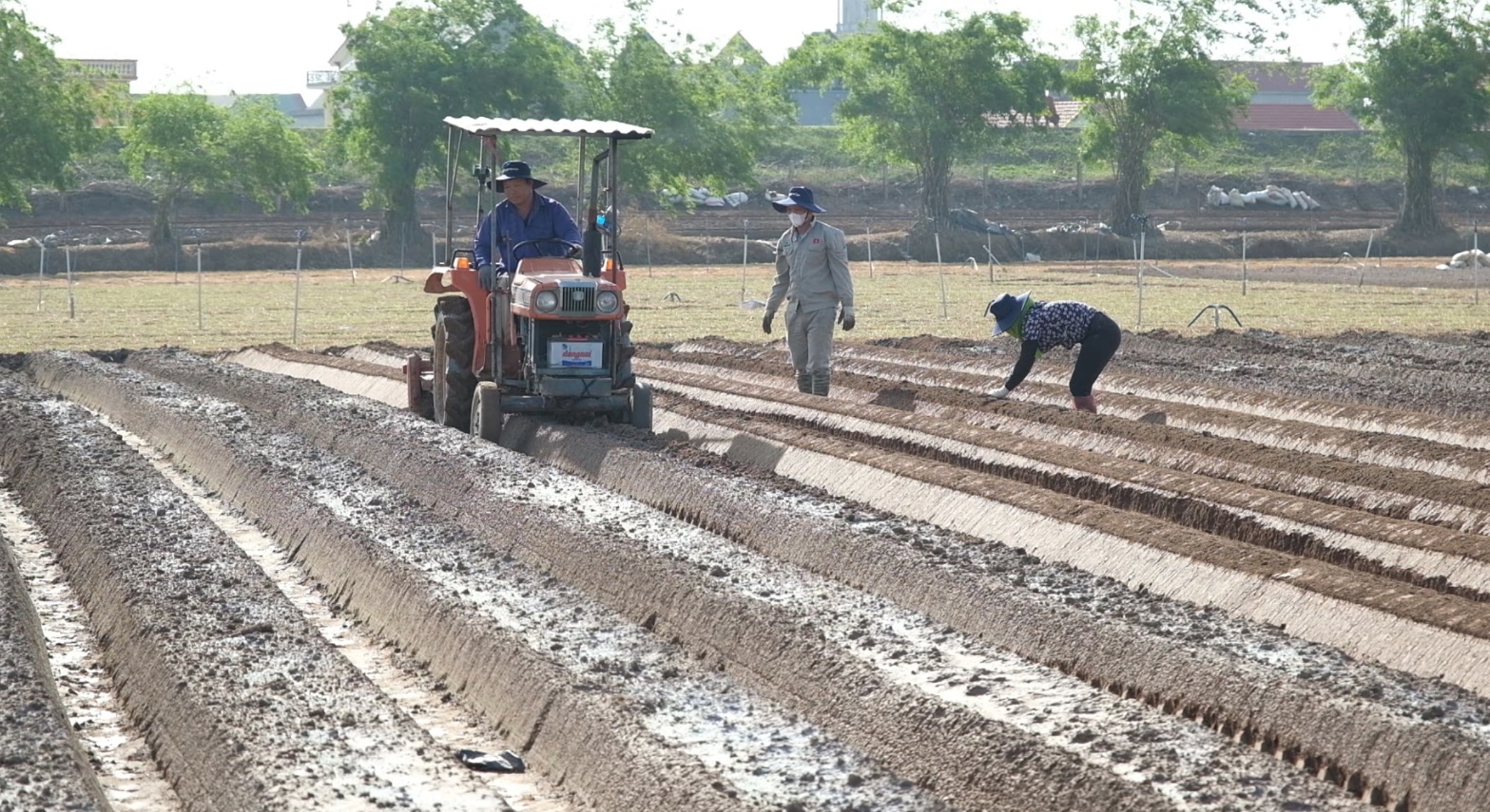 ĐỒNG HÀNH CÙNG NHÀ NÔNG: KỸ THUẬT TRỒNG KHOAI TÂY