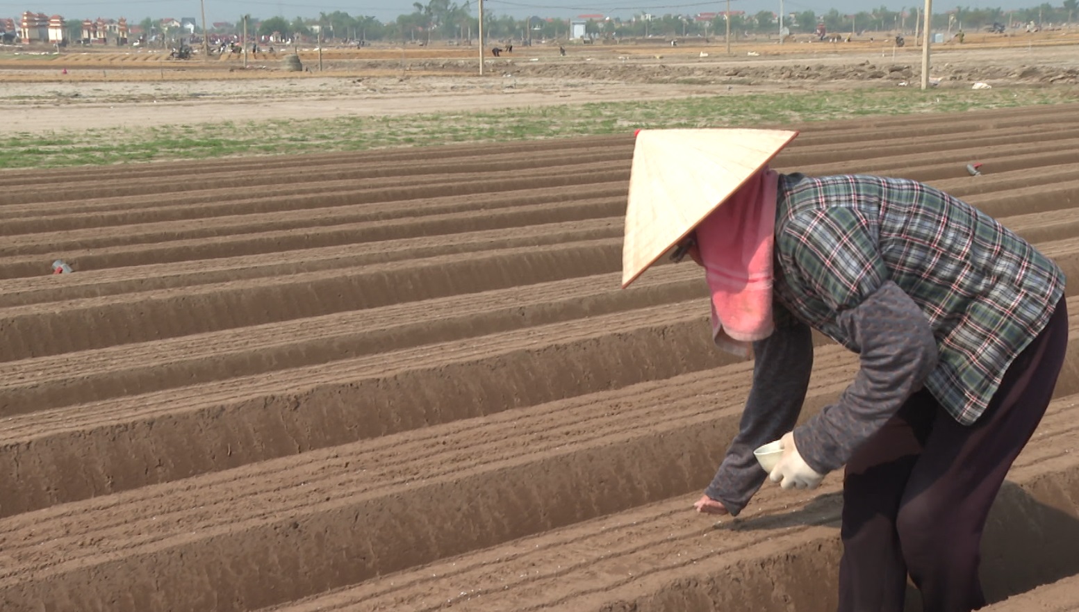 CHUYỆN TAM NÔNG: NÂNG CAO CHẤT LƯỢNG SẢN XUẤT VỤ ĐÔNG