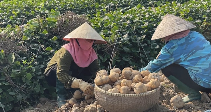 CỦ ĐẬU KIM THÀNH ĐẦU VỤ ĐƯỢC GIÁ, NÔNG DÂN THU LÃI CAO