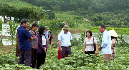 VẬN ĐỘNG NGƯỜI DÂN PHÁT TRIỂN CÂY DƯỢC LIỆU TRÊN ĐẤT ĐỒI CHÍ LINH