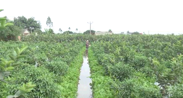Quy hoạch thêm 335ha cây ăn quả thành vùng tập trung
