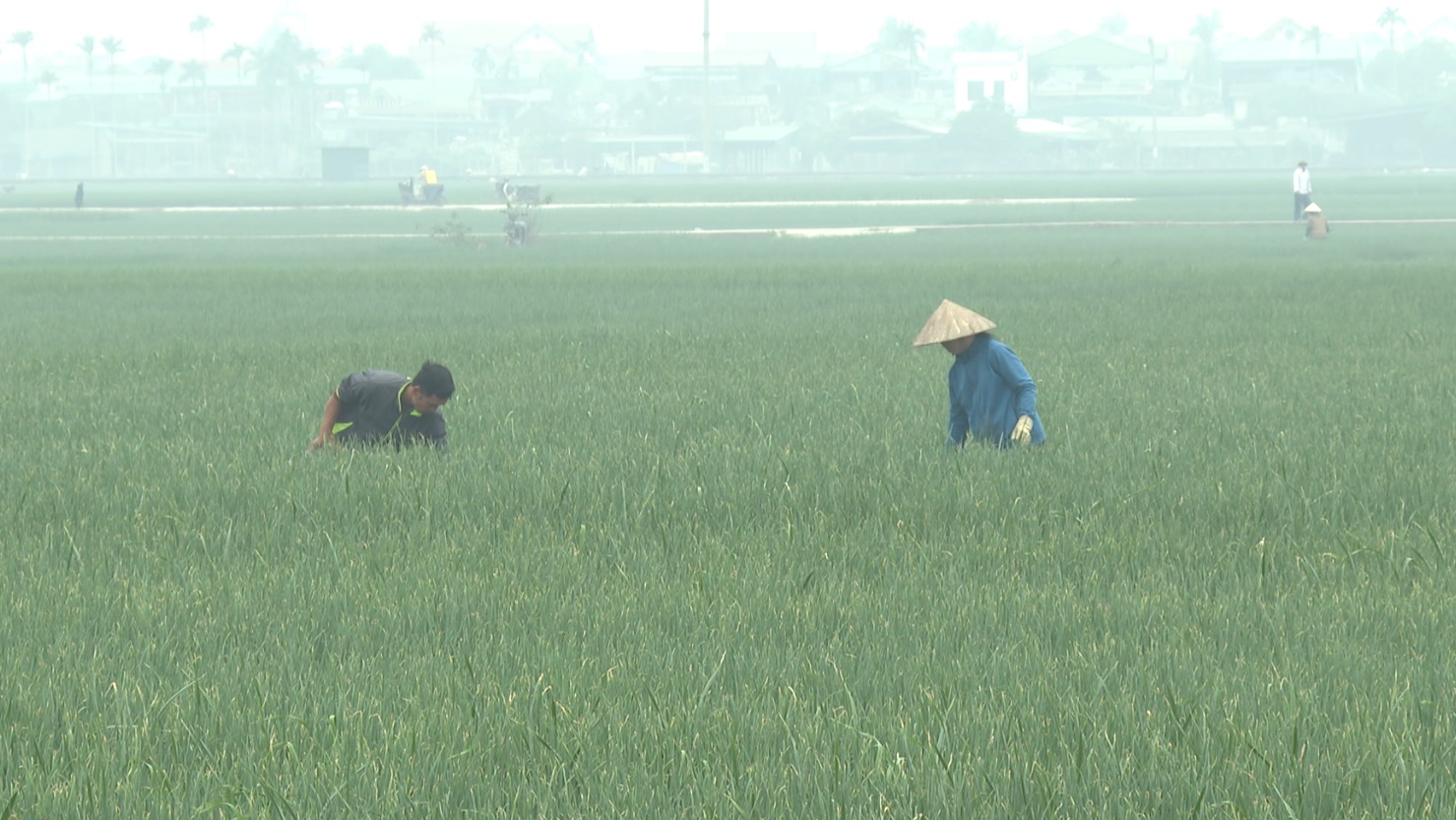 ĐỒNG HÀNH CÙNG NHÀ NÔNG: CHĂM SÓC CÂY HÀNH GIAI ĐOẠN XUỐNG CỦ