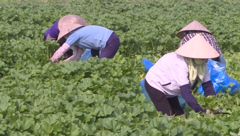 Định Sơn mở rộng diện tích liên kết trồng rau xuất khẩu Hàn Quốc