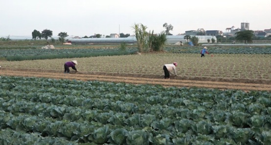 Gia Lộc khuyến khích phát triển nông nghiệp hữu cơ, nông nghiệp sạch